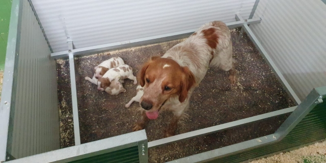 Elevage Canin Du Moulin De La Terrasse Avis