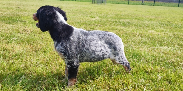 Elevage du moulin de Leuville - Vend Chiot Epagneul Breton Tricolore LOF